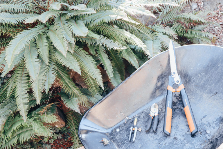 How to Cut Back Your Ferns The Howell Group