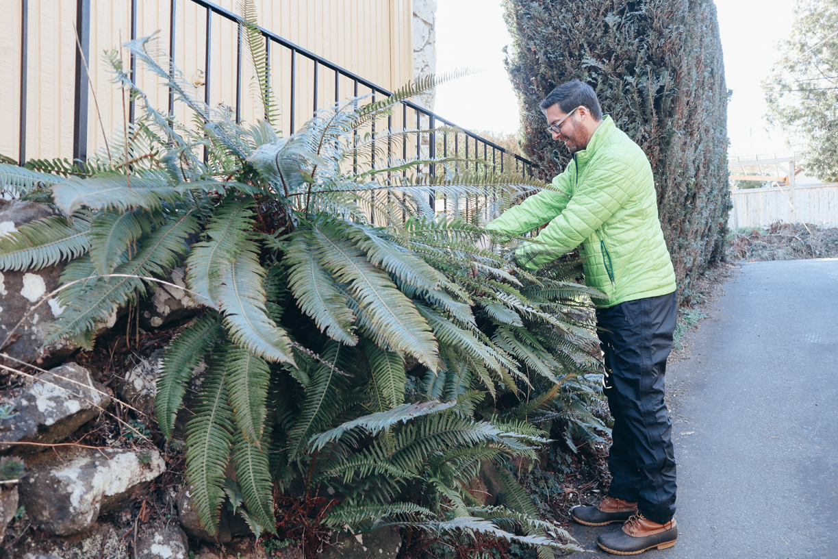 How to Cut Back Your Ferns The Howell Group